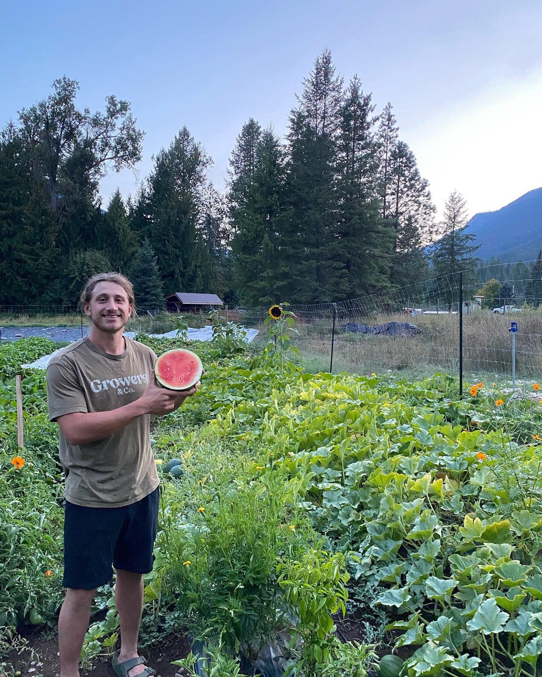 Grove Gardening's grower holding a fresh-cut watermelon in the garden