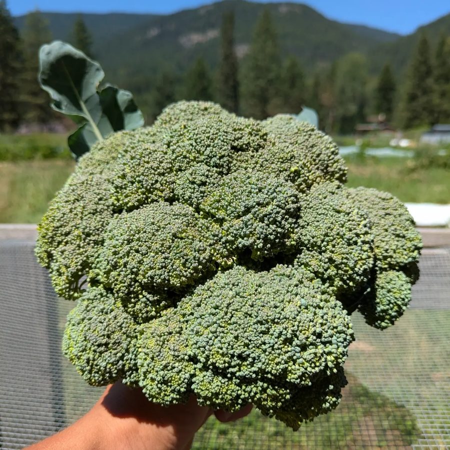 A large head of broccoli