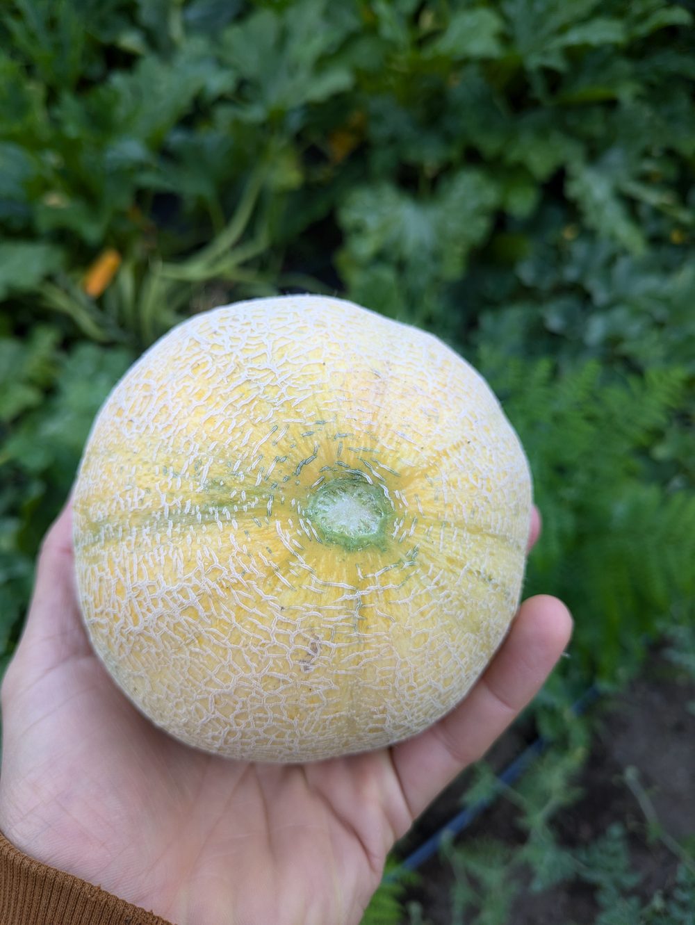 A ripe cantaloupe held in hand