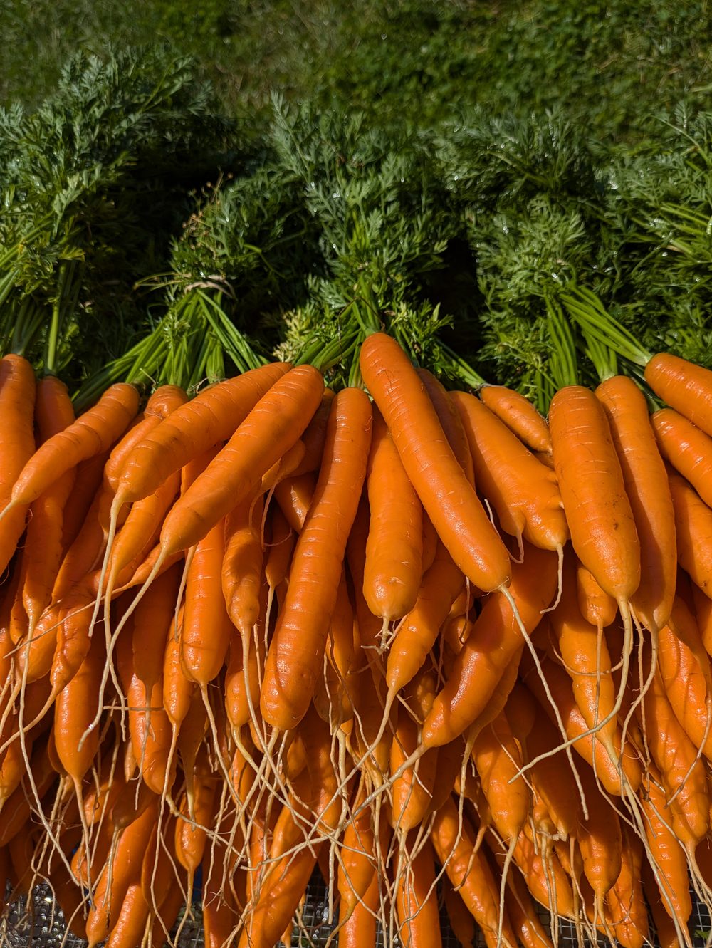 Bunches of fresh carrots
