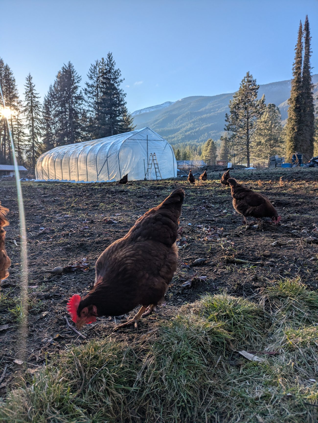 Chickens foraging by the greenhouse with mountains behind