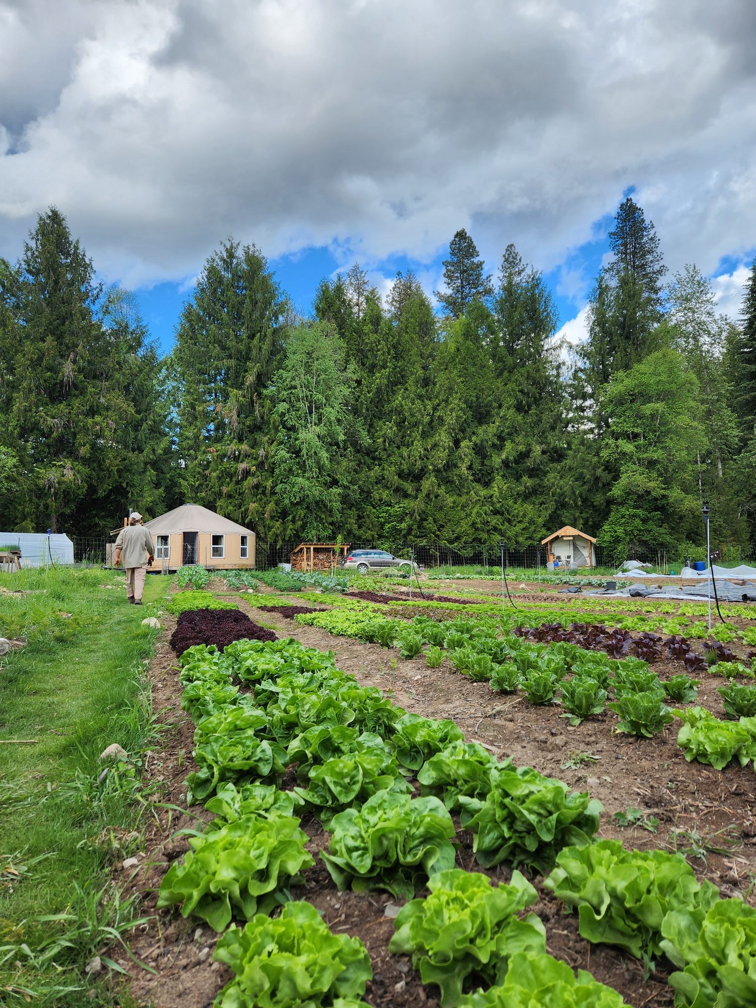 A path through the garden beds toward the yurt