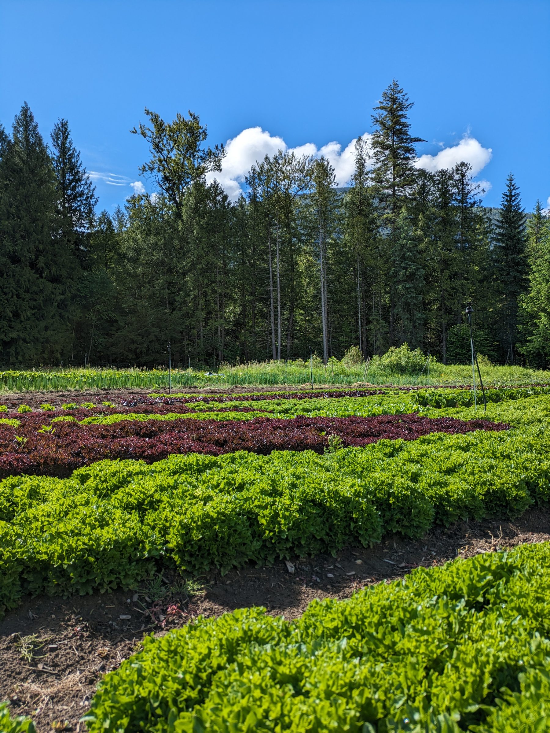 Garden rows at Grove Gardening with mountains and forest behind