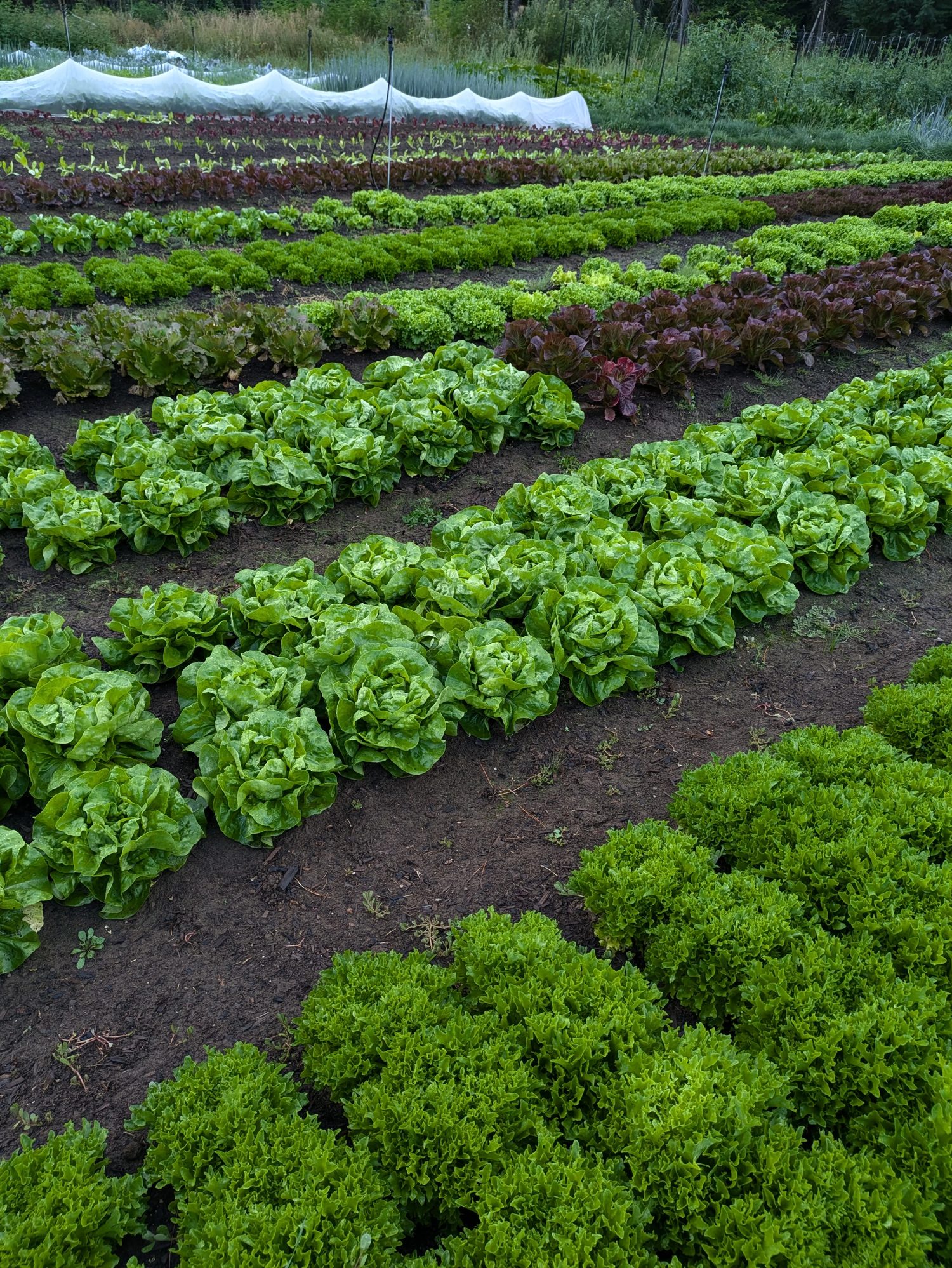 Tidy rows of lettuce in the market garden