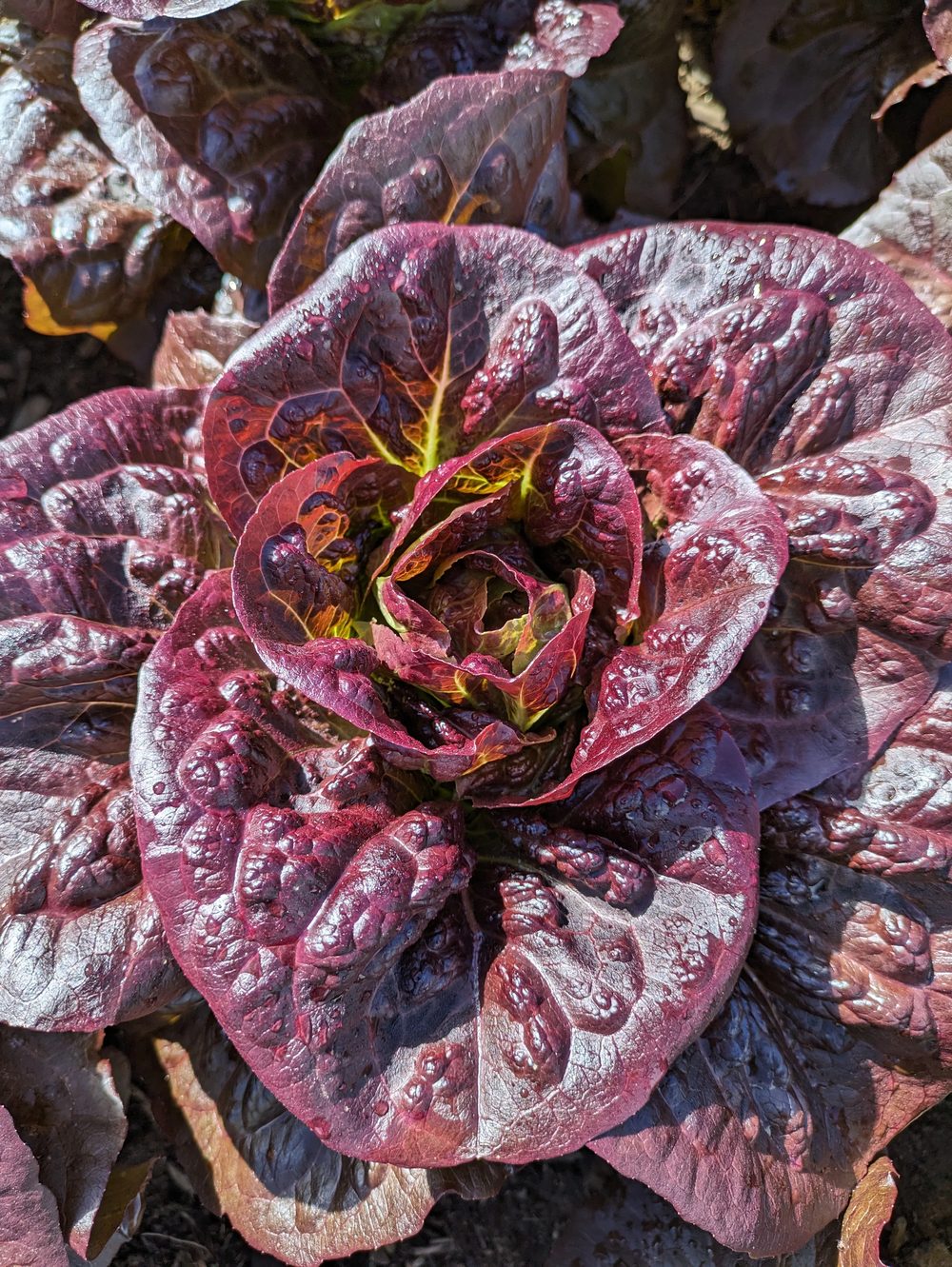Red leaf lettuce