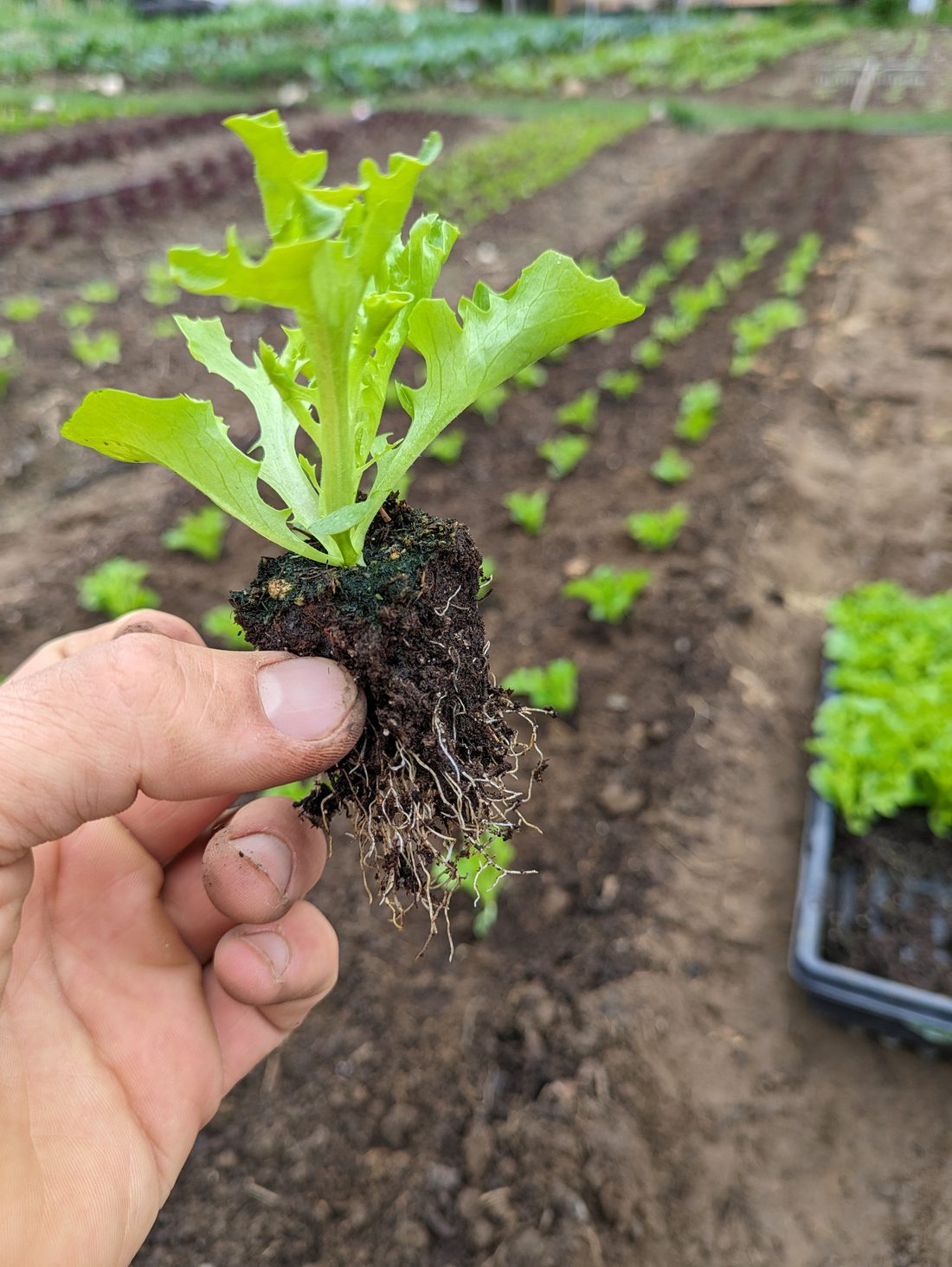 Hand holding a healthy lettuce seedling ready to transplant