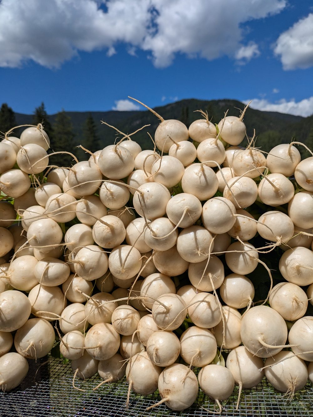 Harvested white salad turnips